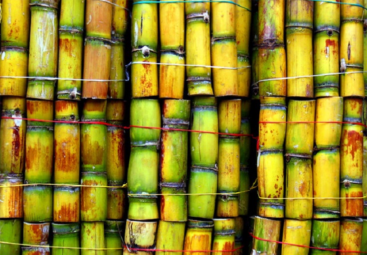 lot de canne à sucre